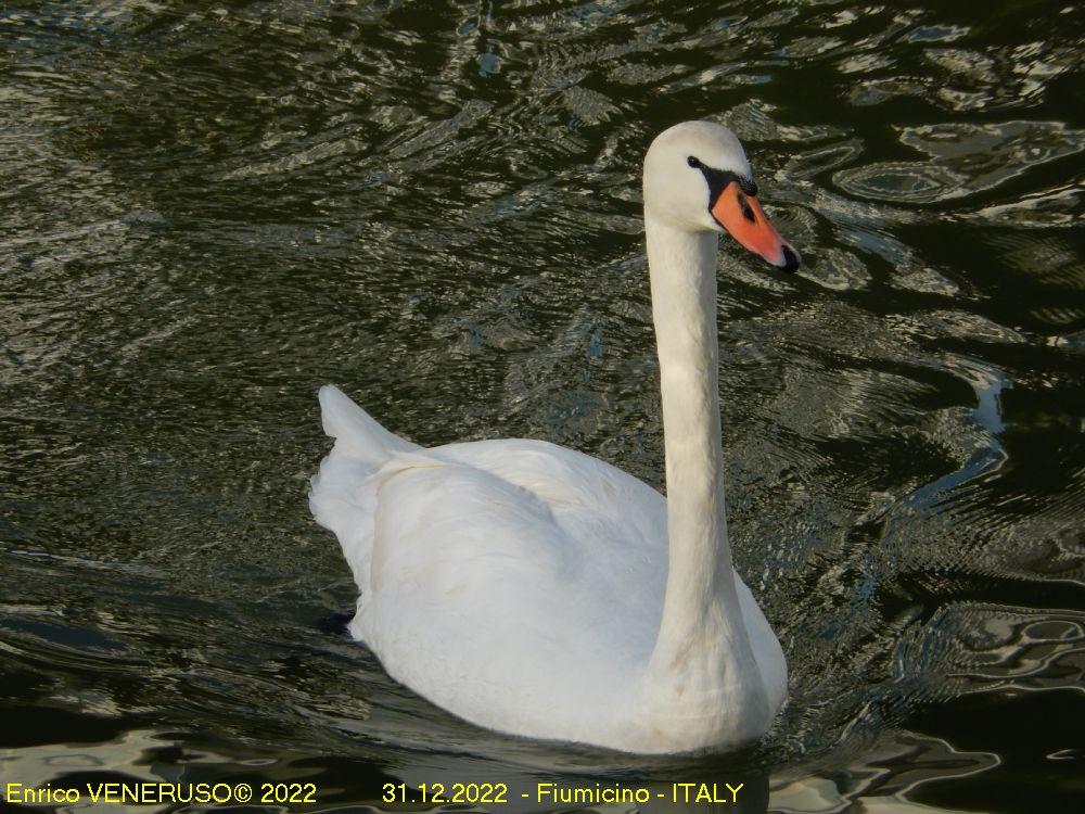 111 - Cigno, splendido animale